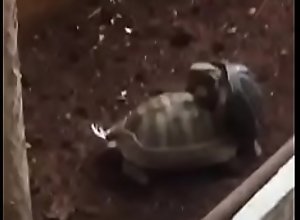 Turtle Fuck