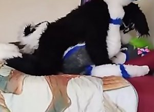 Fursuit pup fucked softly on bed
