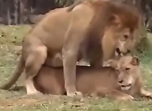 o miguel tentando meter o micropenis na leoa e ela