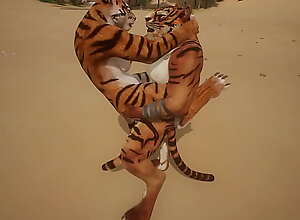 Two Tigers mate on the beach - Wildlife