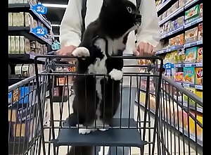 Cat on the cart